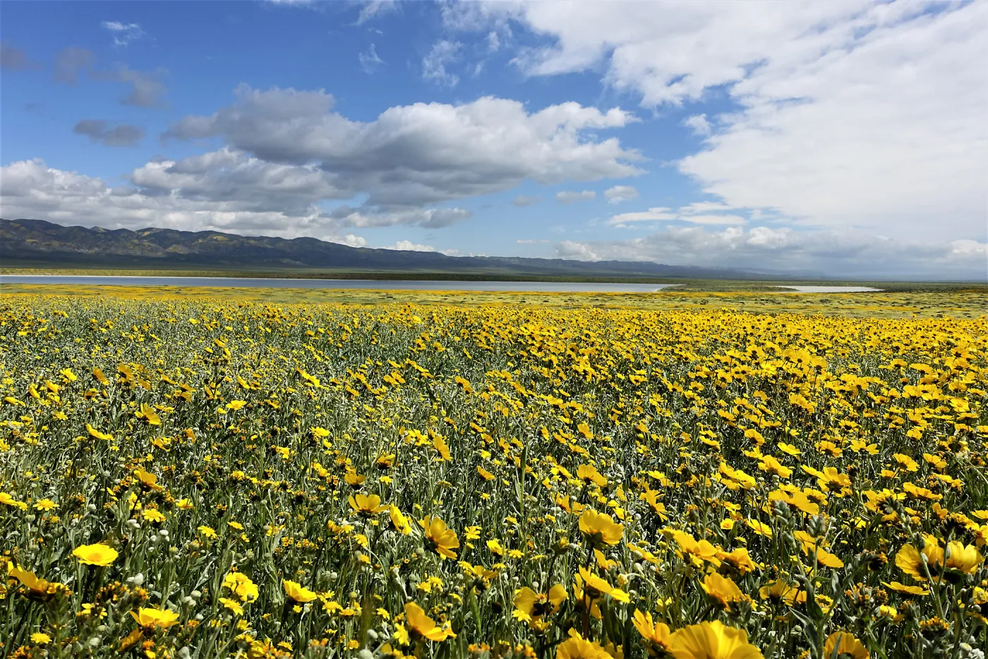 Carrizo Plain wildflower display