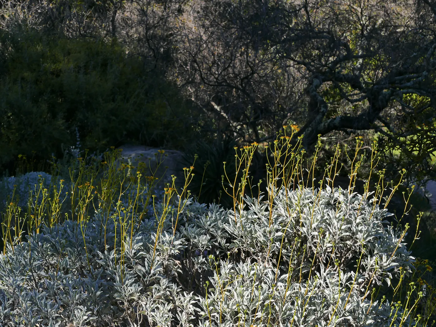 Desert Section