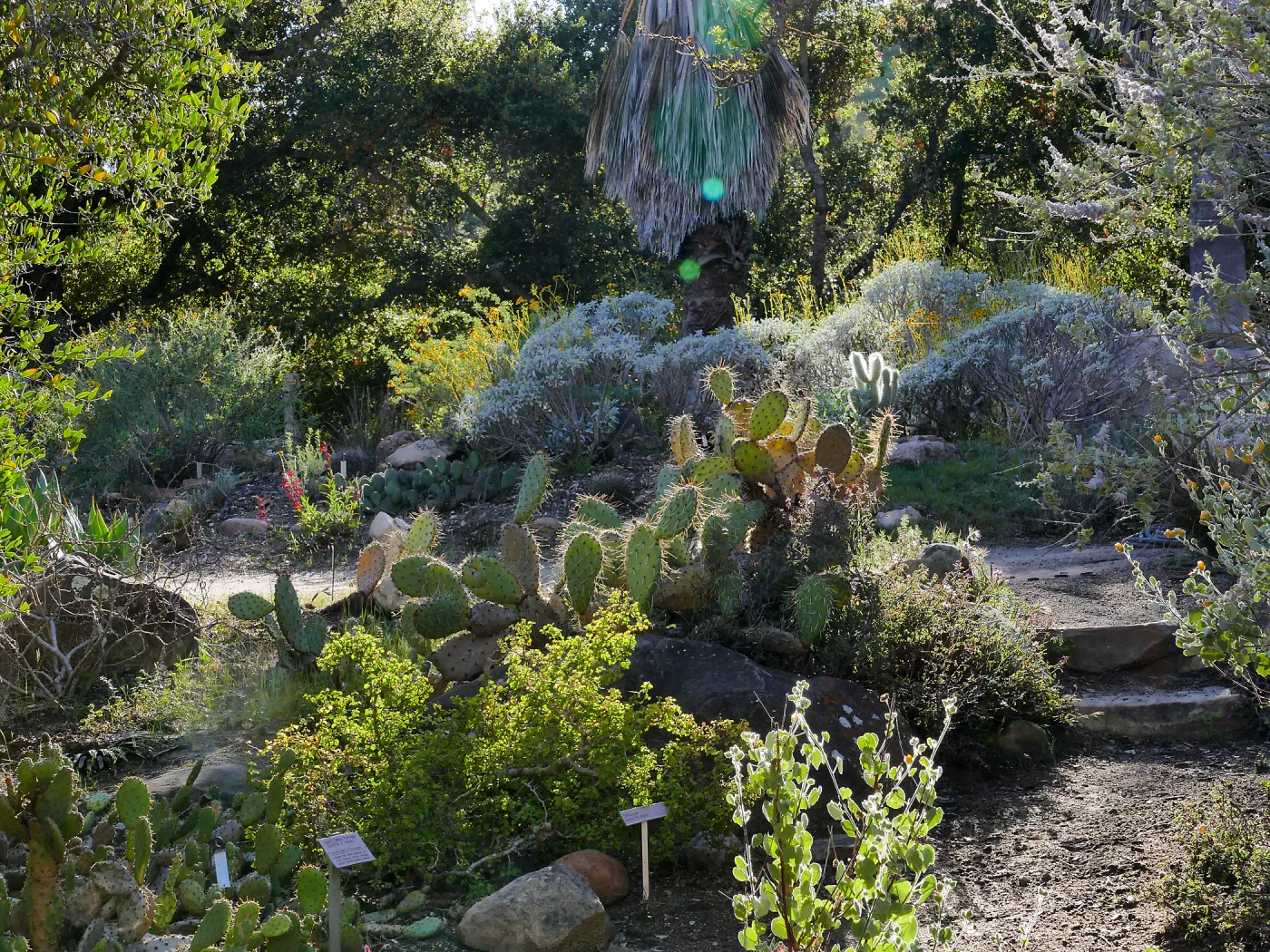Desert Section