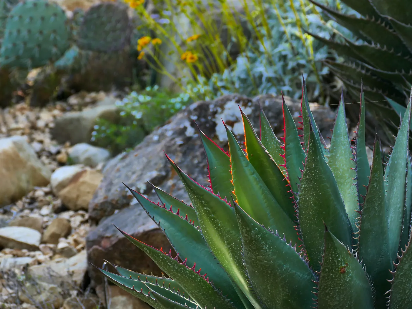 Agave shawii