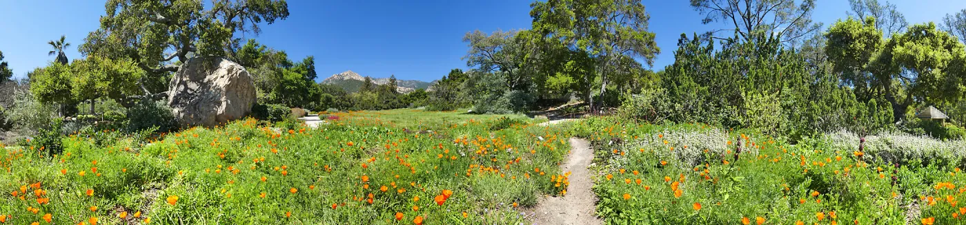 Meadow panorama