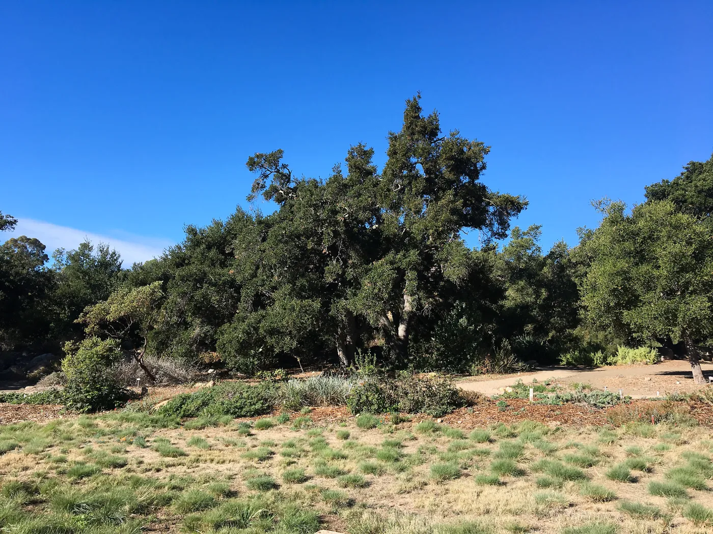 Coast live oak west side of Meadow Section