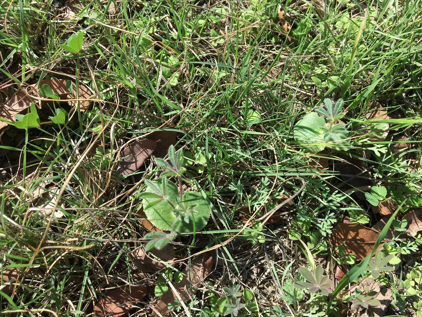 Lupinus microcarpus seedling