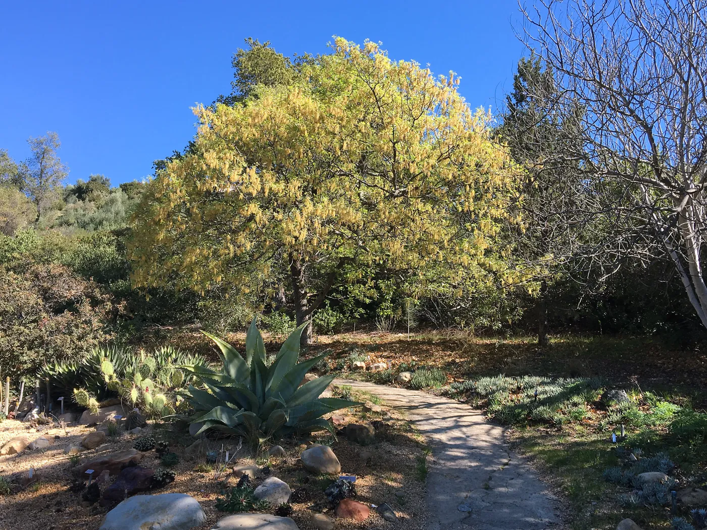 Quercus kelloggi in flower behind the Dudleya Display