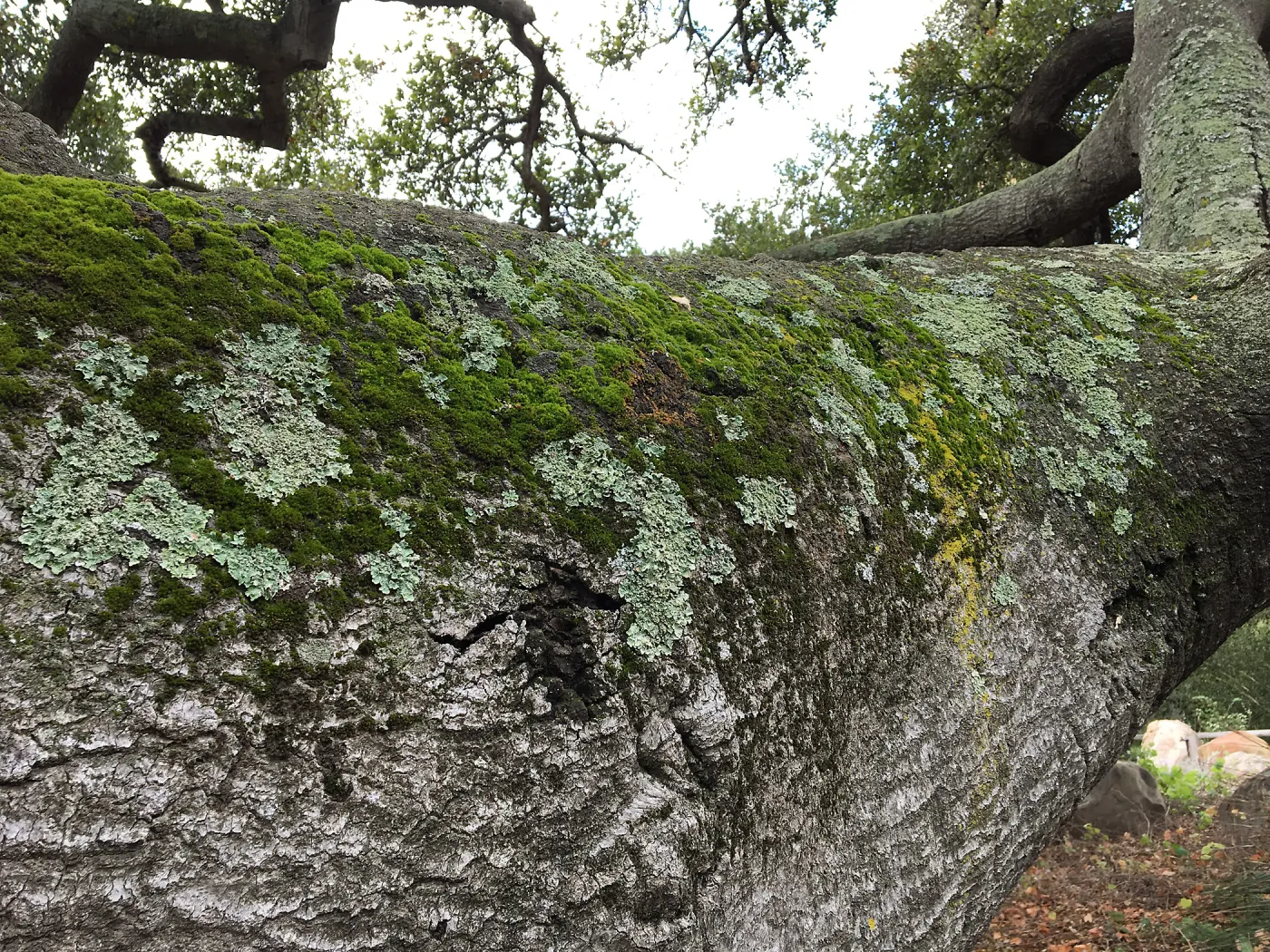 Lichen & moss on main limb of oak (Coastal Live Oak) next to Information Kiosk