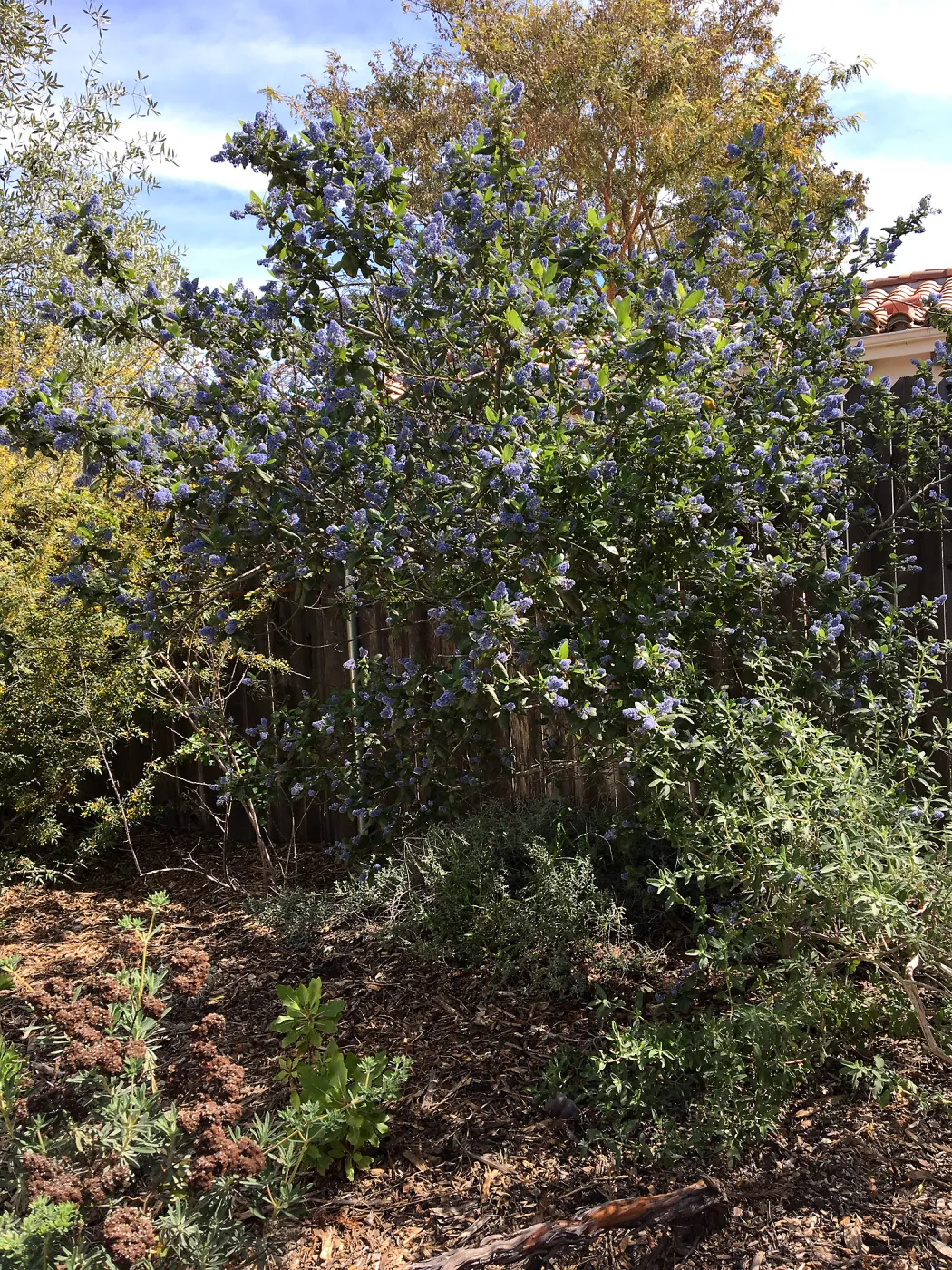 Ceanothus Ray Hartman at Betsy Collins garden