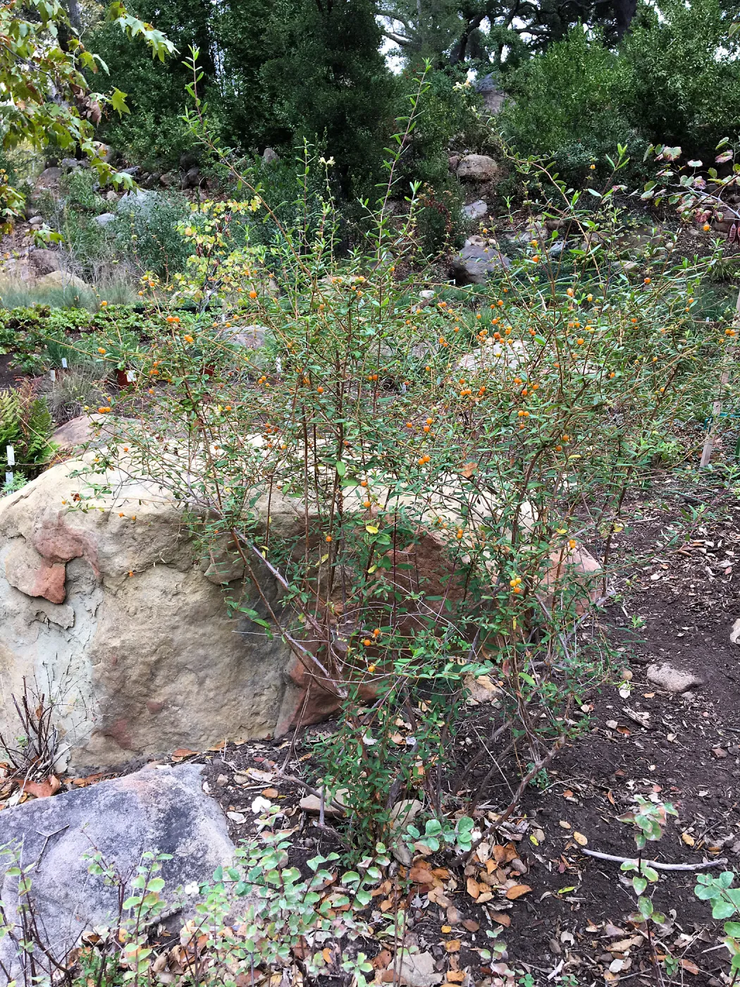 Lonicera subspicata var. subspicata natural population by Campbell Bench