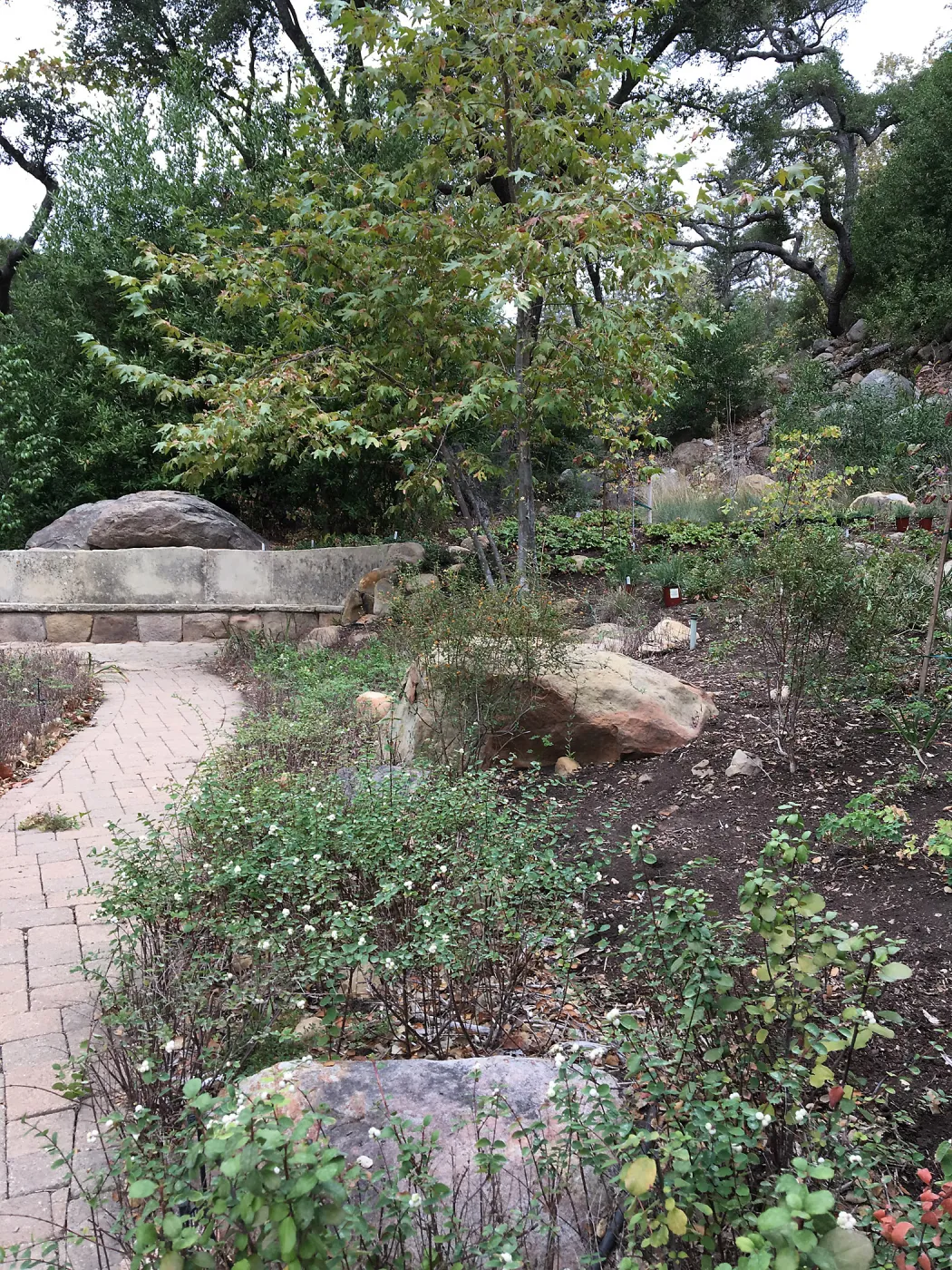 Campbell Bench, Wooded Dell garden
