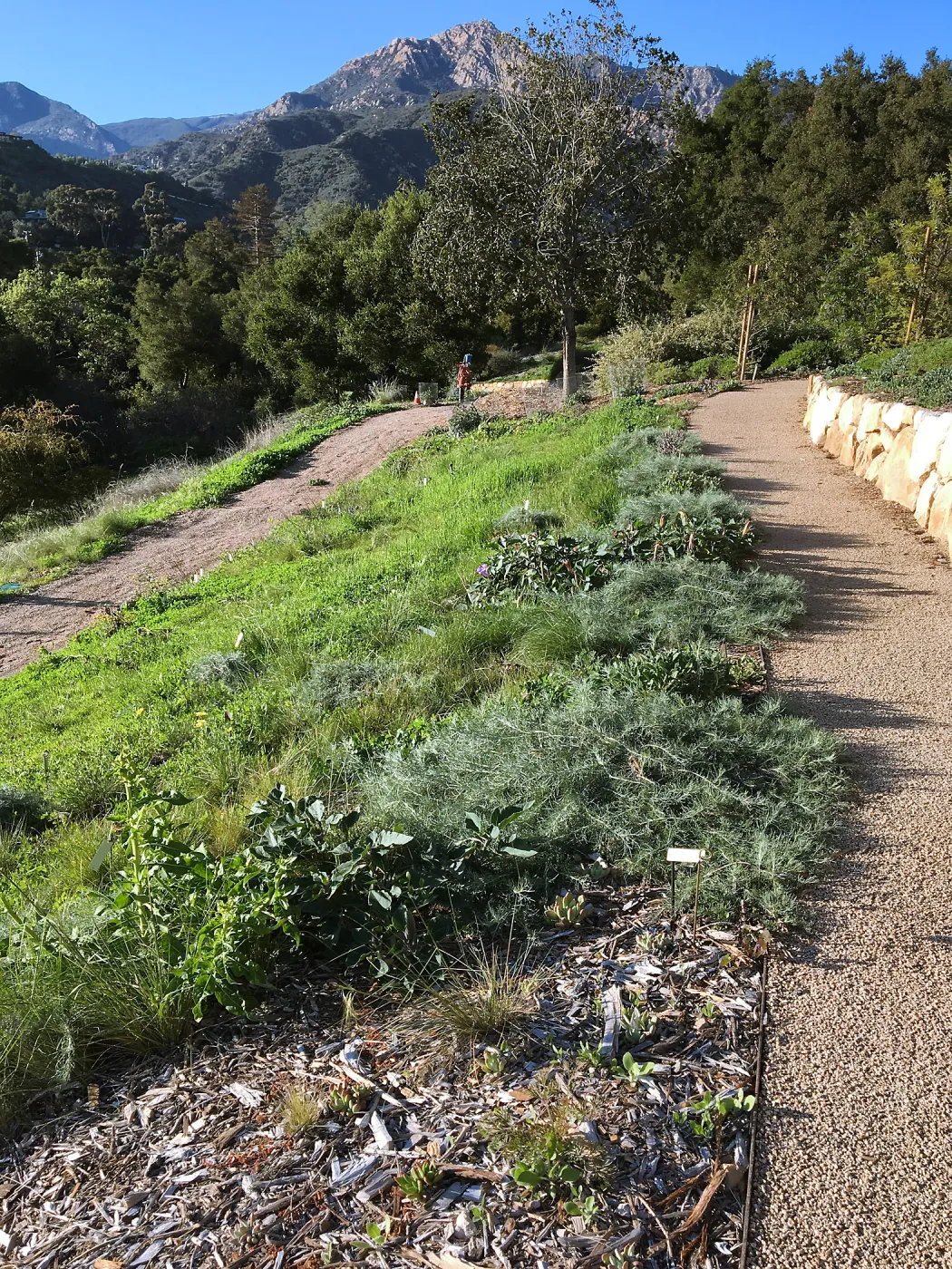 North end of west slope of new Island Section before planting