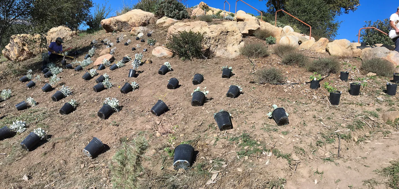 Planting the Baja Islands collection in new Island Section