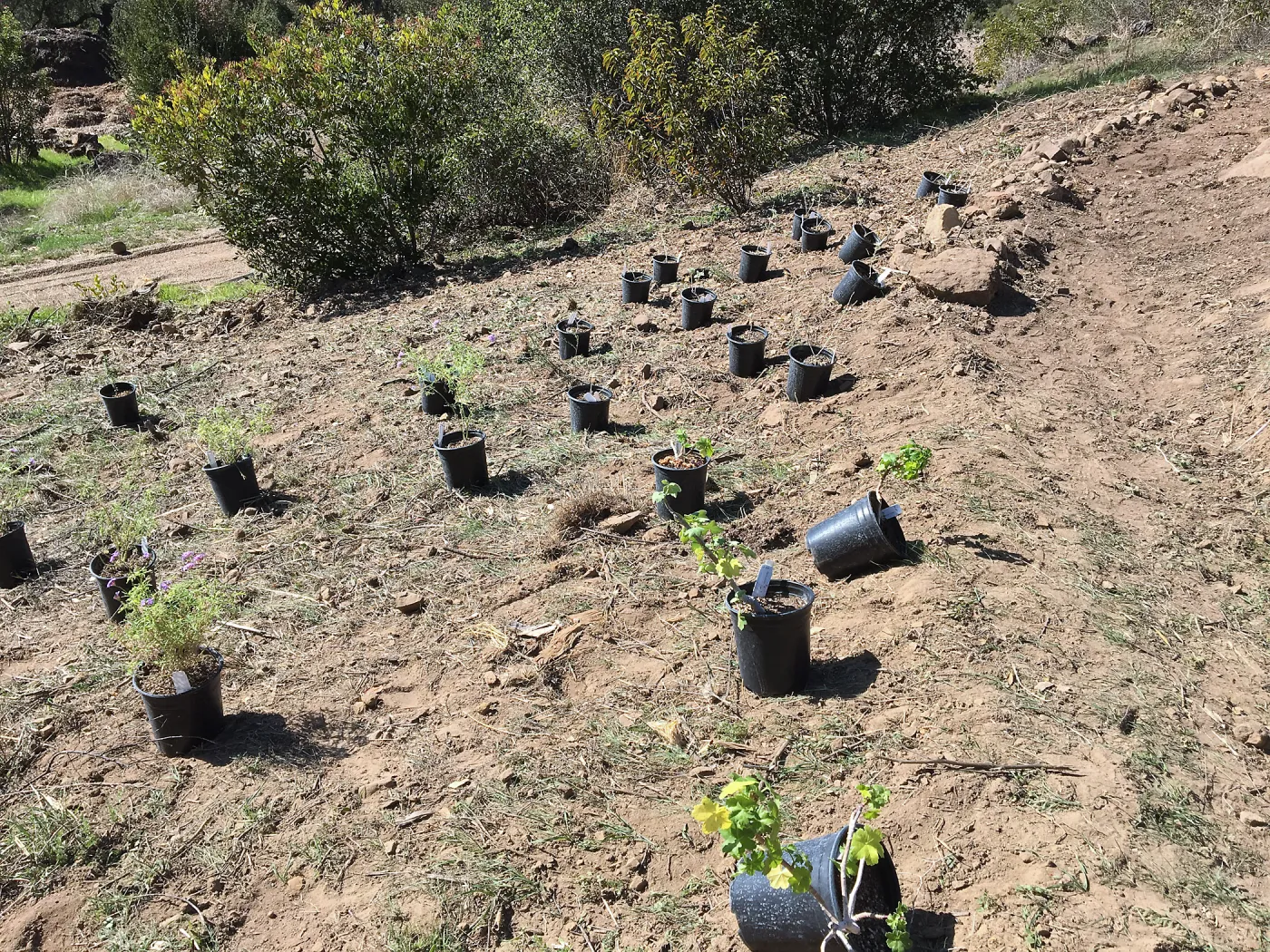 Planting the Baja Islands collection in new Island Section