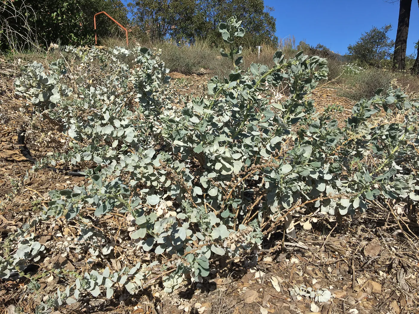 Atriplex barclayana in new Island Section