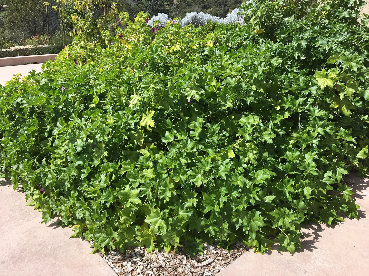 Malva Purisima (Mallow) at the Island View Garden