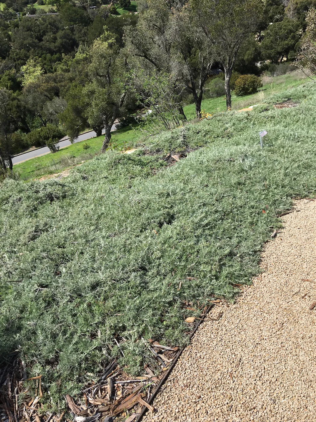 Artemisia Canyon Grey at the Island View Garden