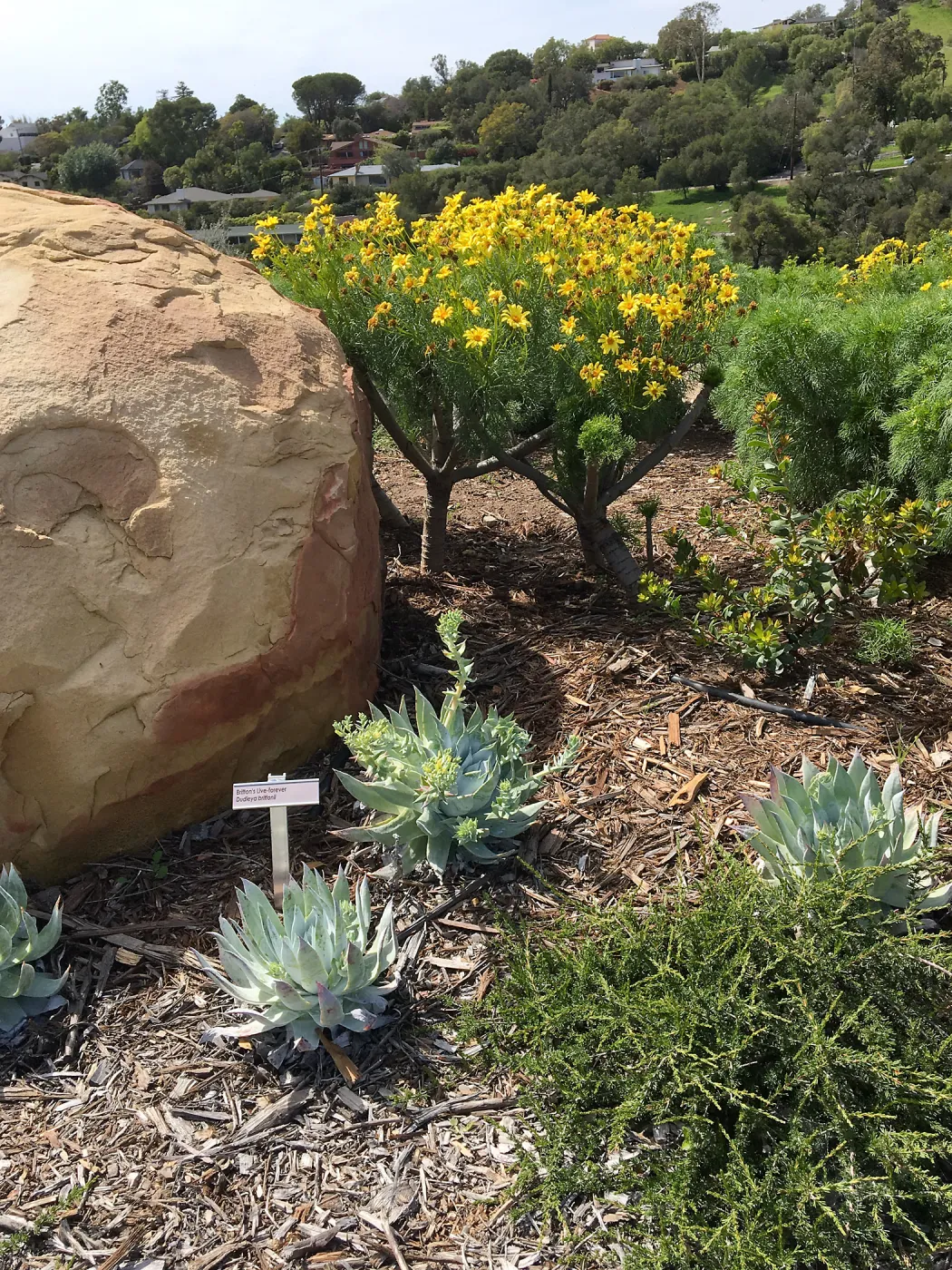 Island View Garden, Dudleya brittonii and Coreopsis gigantea