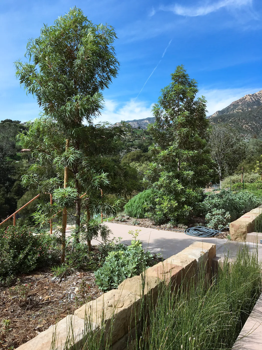 Island View Garden, Lyonothamnus asplenifolius