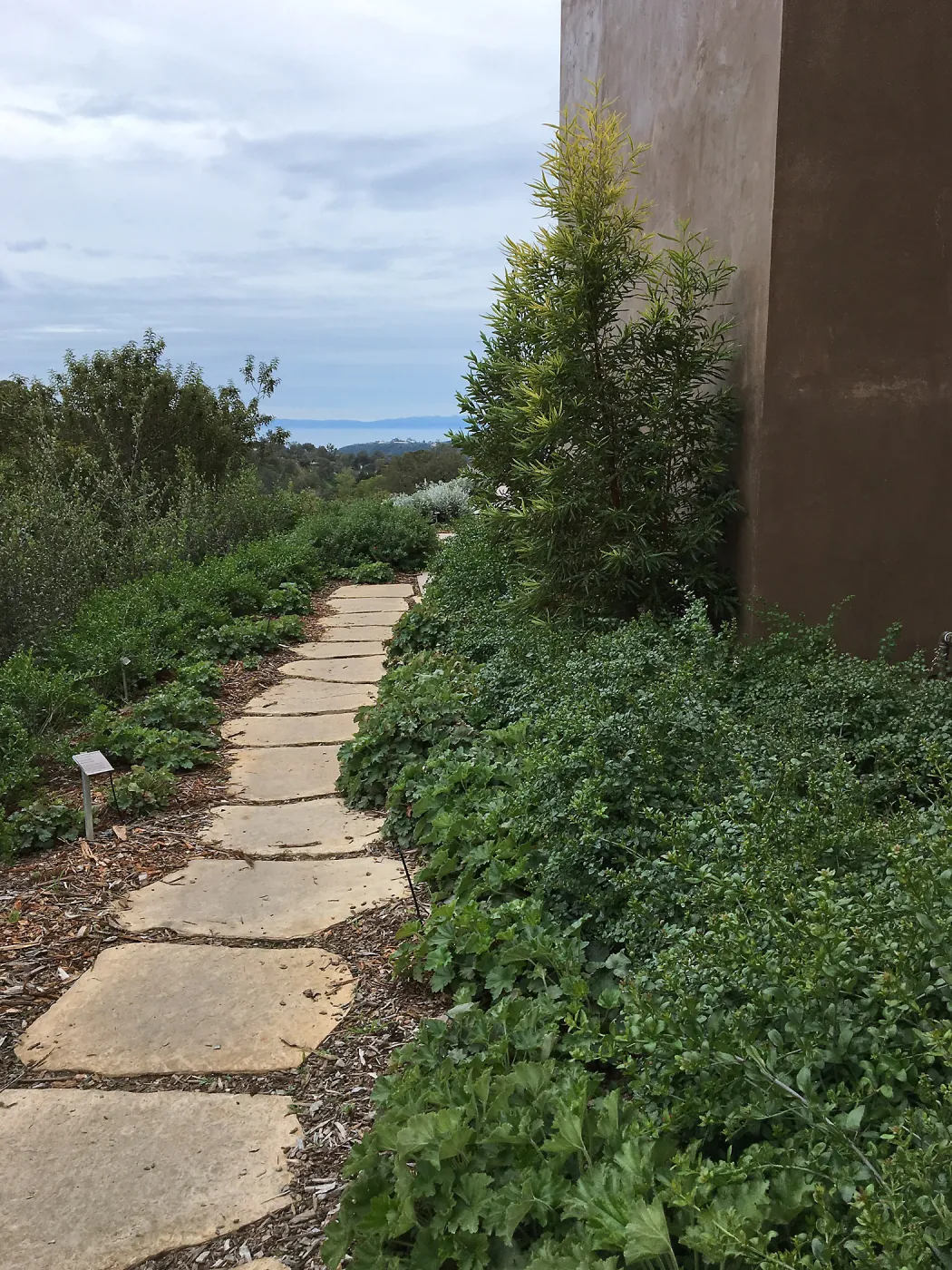 Island View Garden, Heuchera maxima and Gambelia speciosa on east side of building