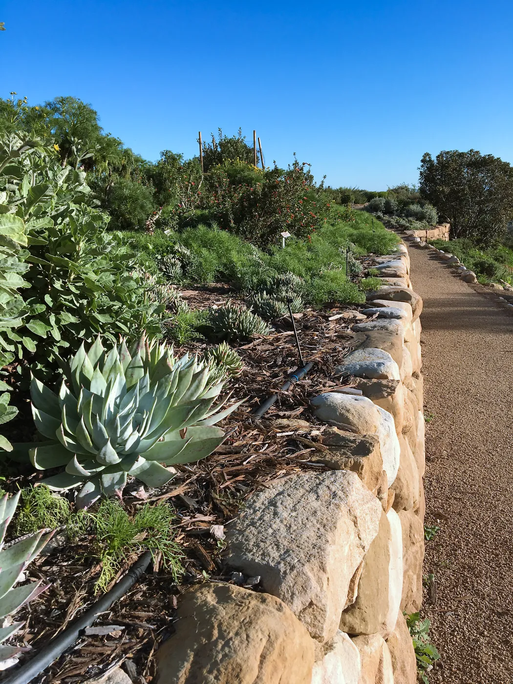 Dudleya brittonii in Island View Garden
