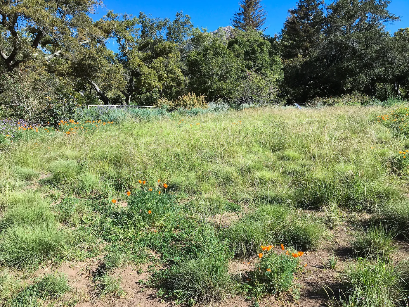 Meadow Revival progress