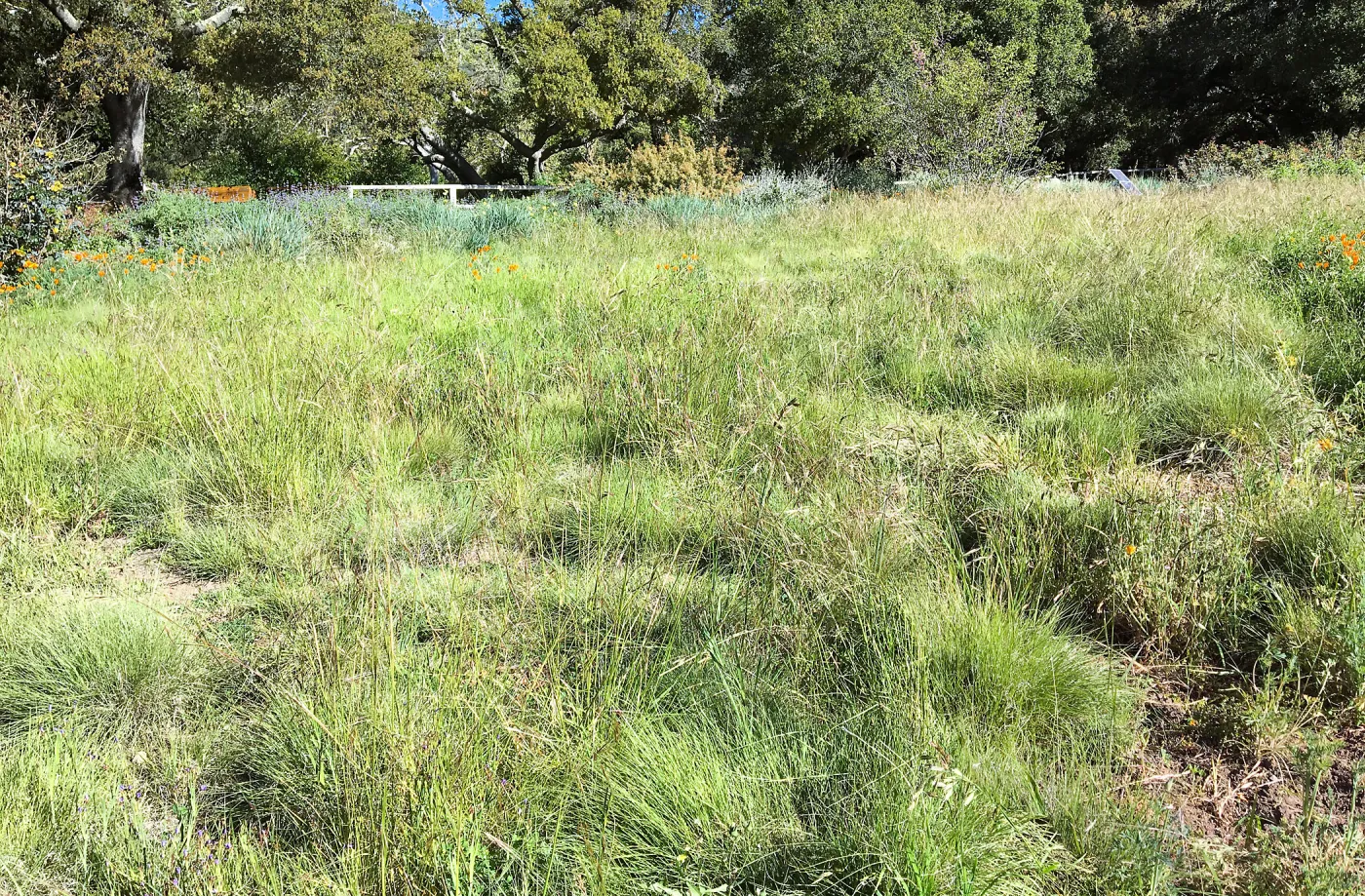 Meadow Revival progress