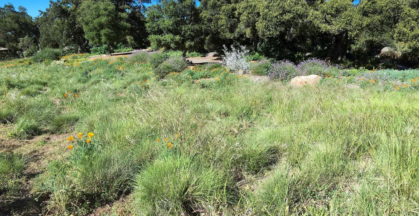 Meadow Revival progress