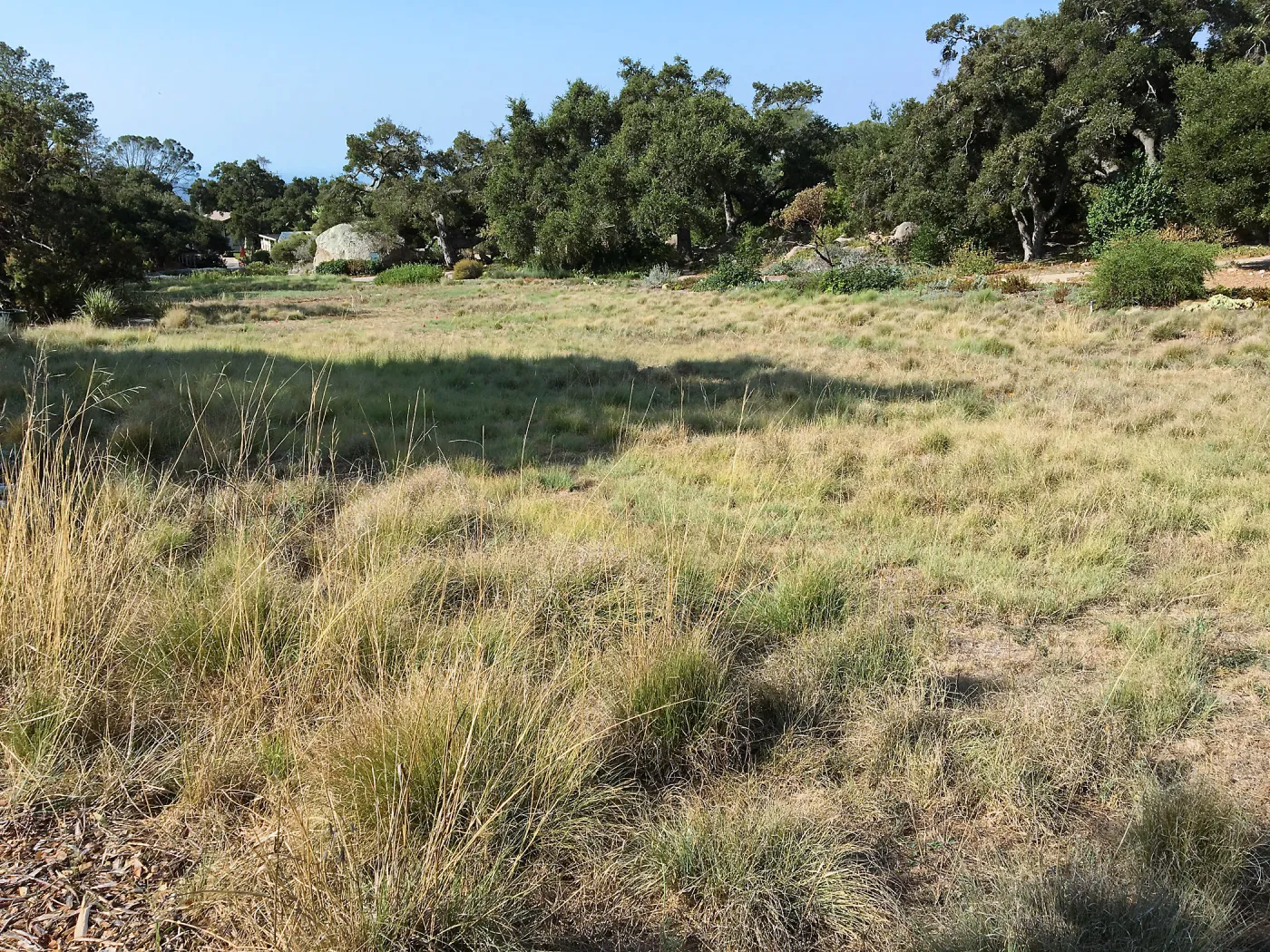 Meadow revival progress