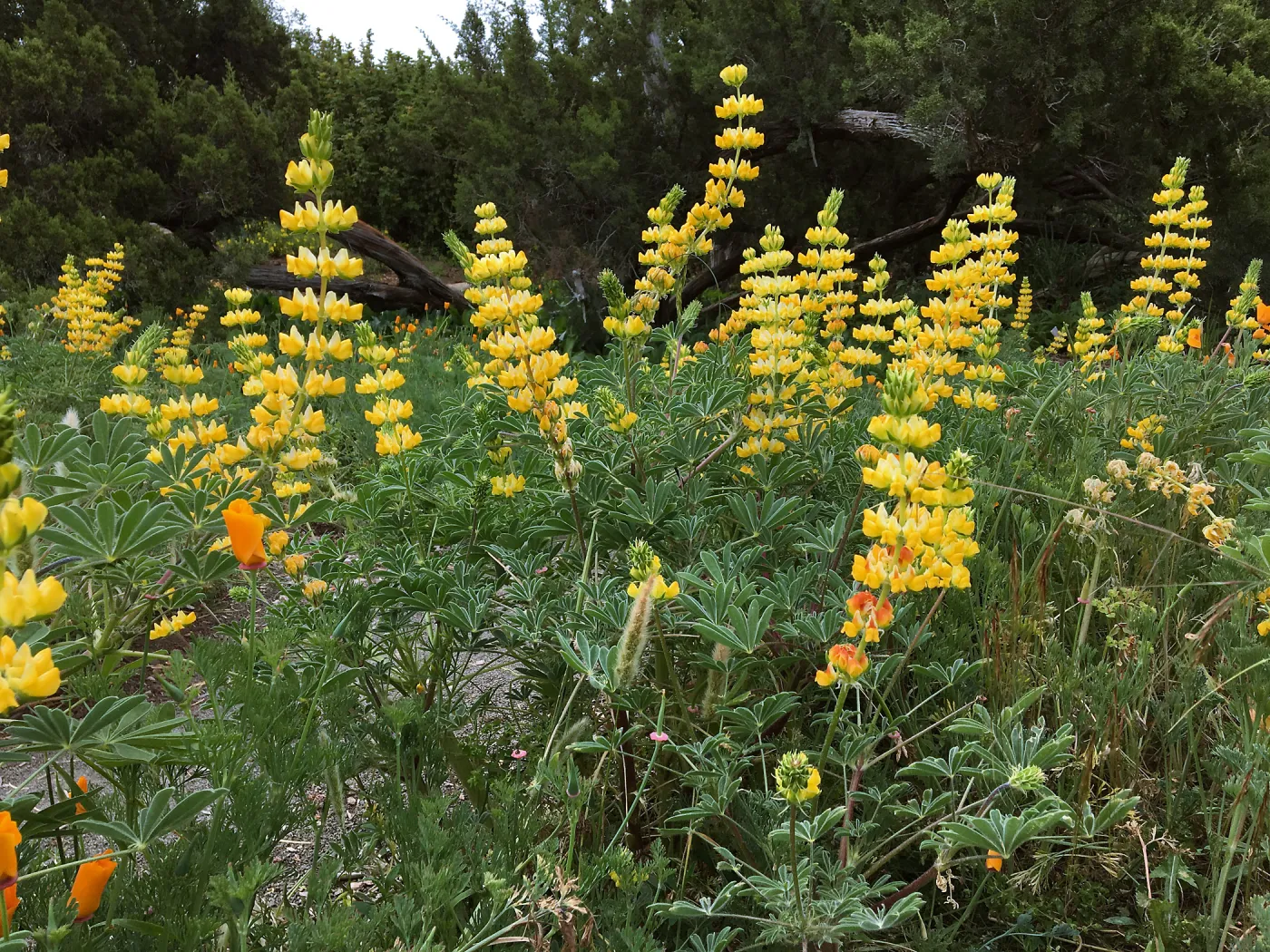 Lupinus (lupine) Ed Gedling in Meadow