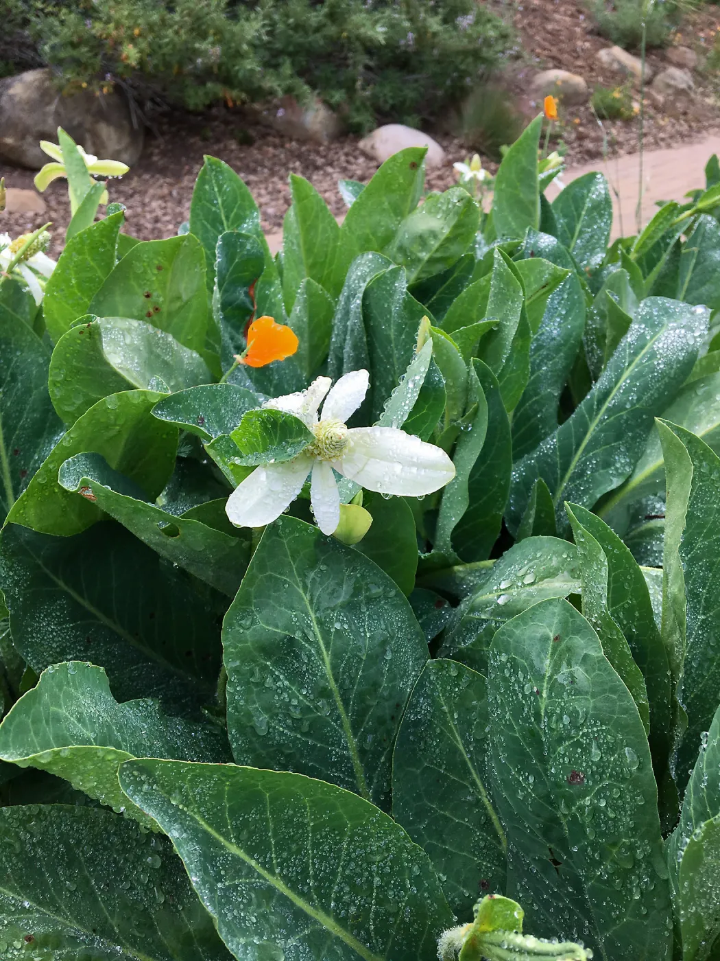 Anemopsis californica, east side of Meadow