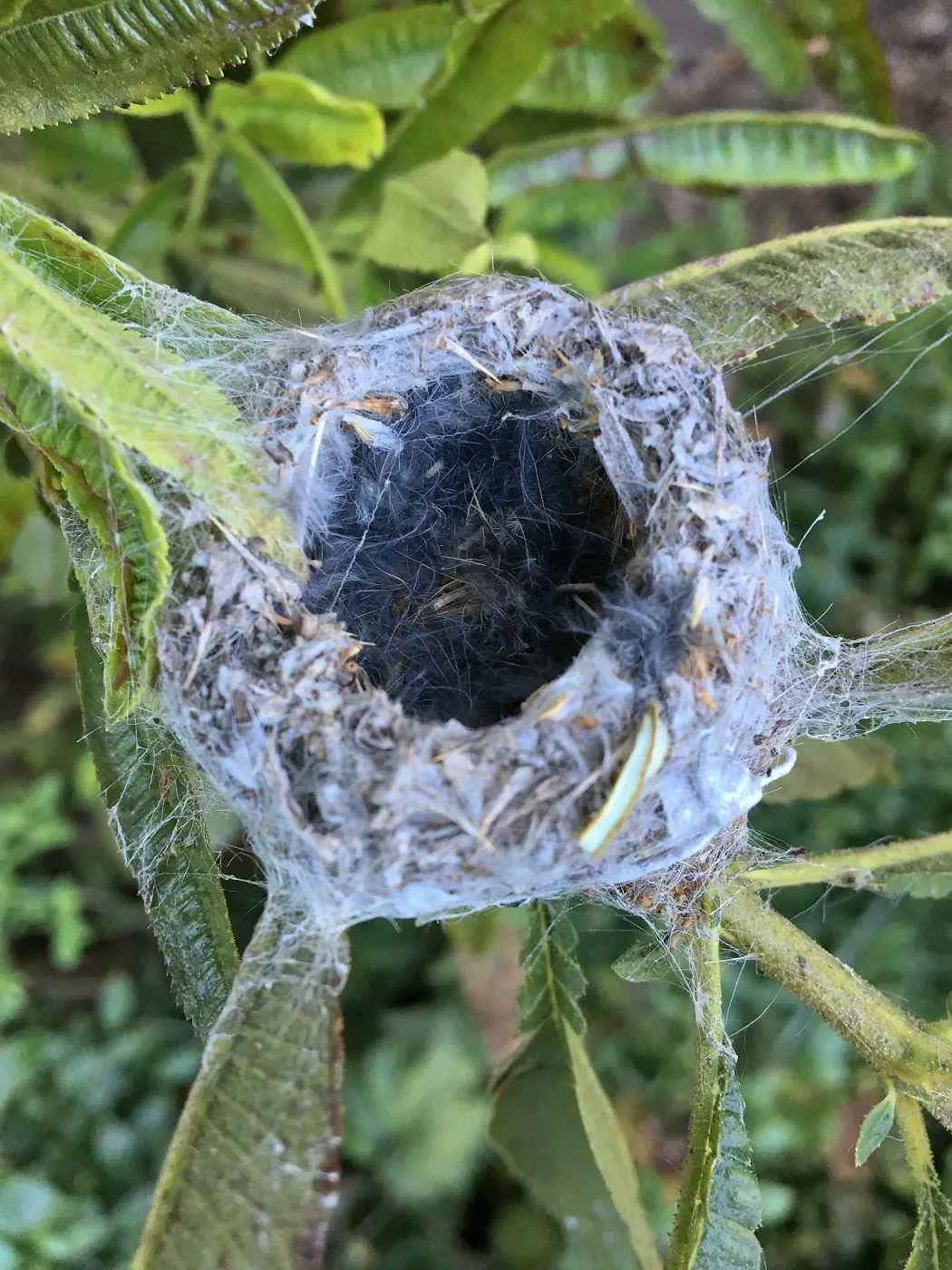 Humming bird nest in Catalina ironwood on east wall of Pritzlaff Conservation Center