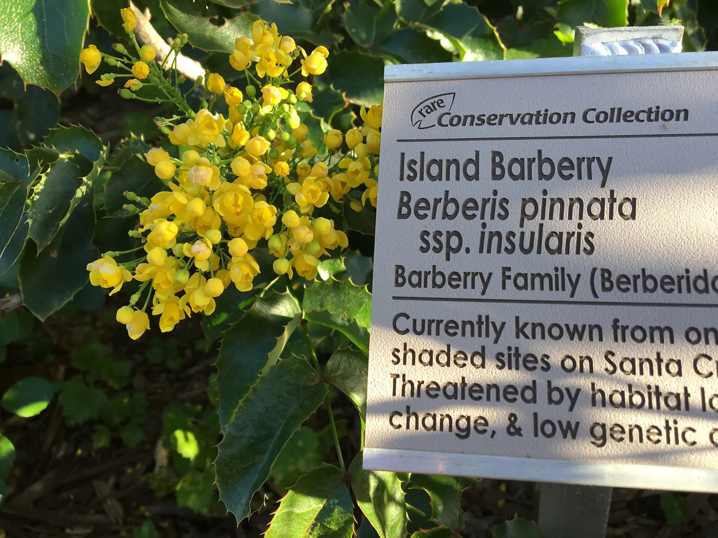 Berberis pinnata insularis in Conservation Collection at PCC