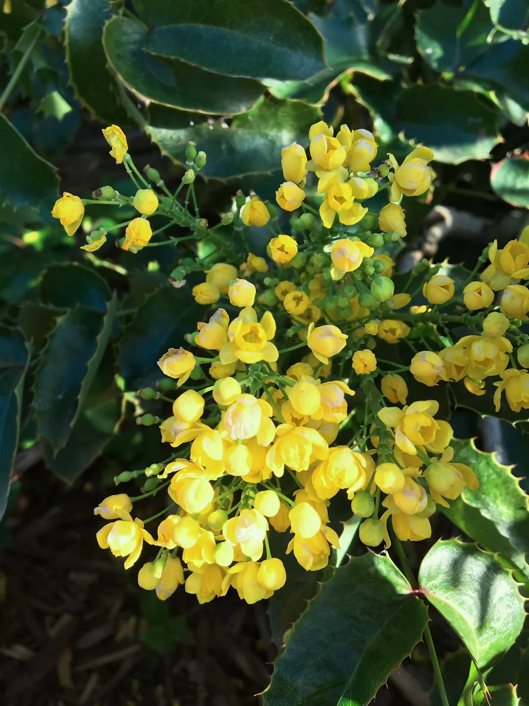 Berberis pinnata insularis in Conservation Collection at PCC