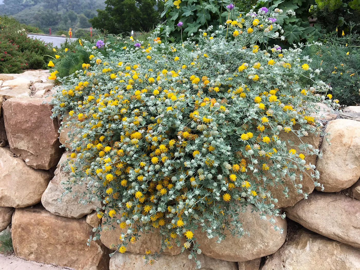 Acmispon argophyllus argenteus in Conservation Collection at the PCC