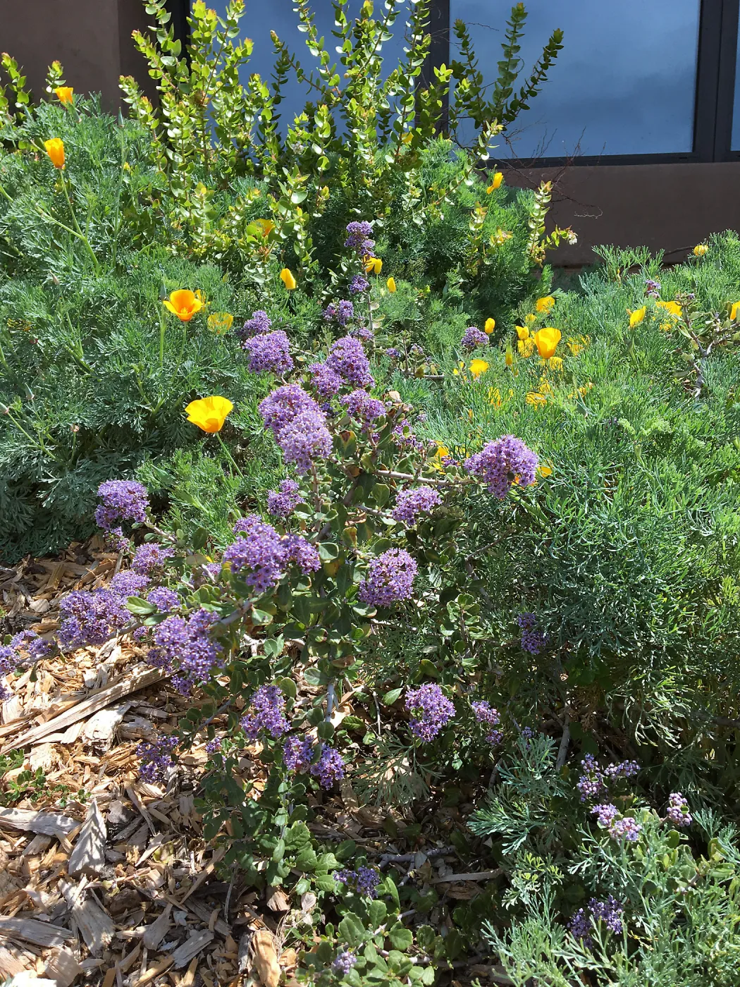 Ceanothus maritimus in Conservation Collection at Pritzlaff Conservation Center