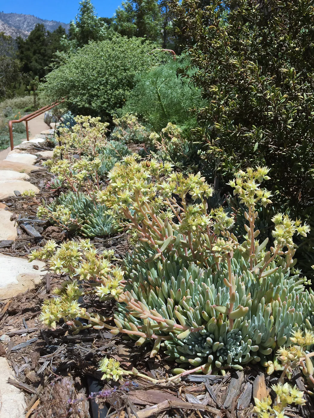 Island View Garden, Dudleya hassei