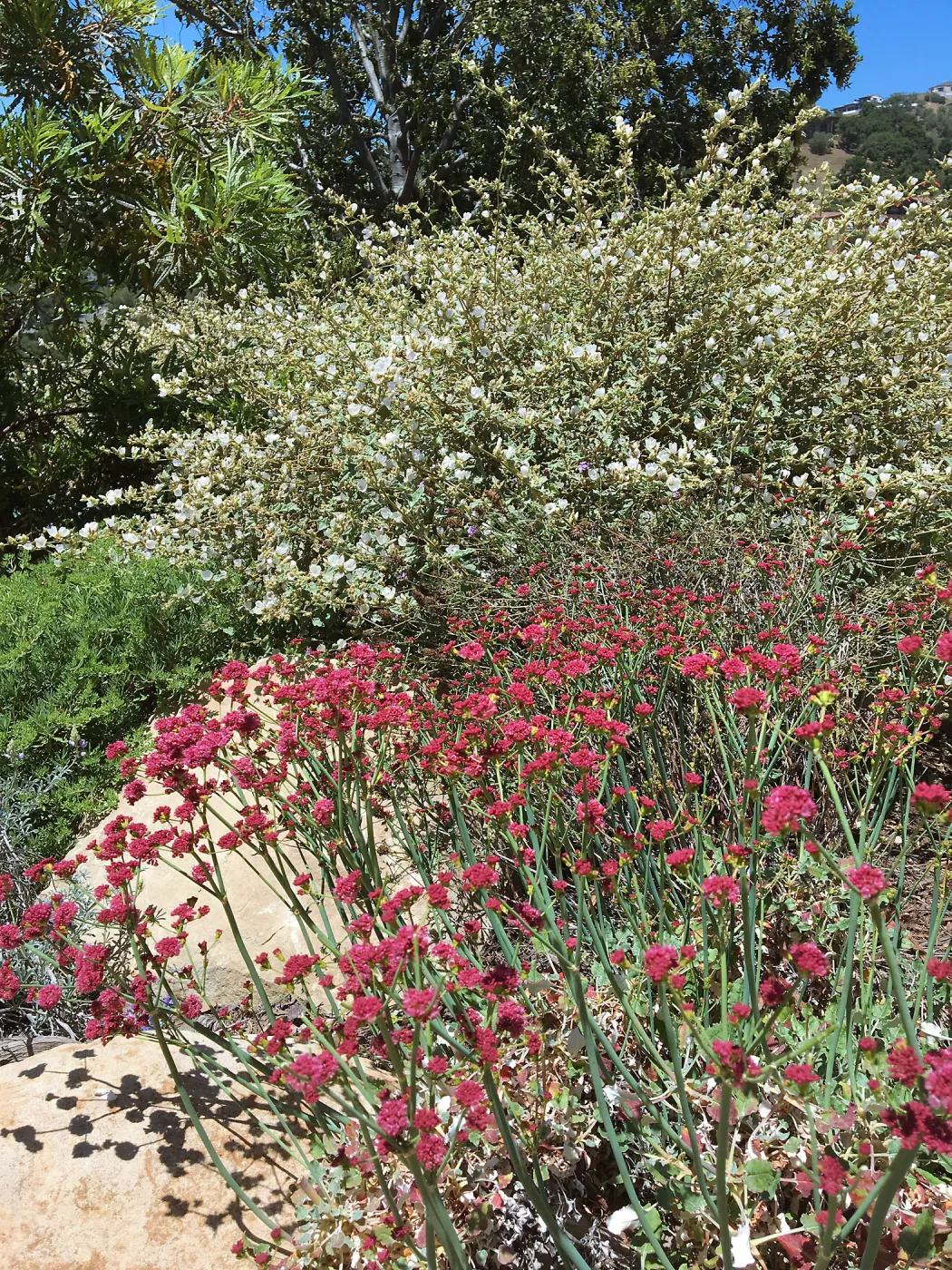 Island View Garden, Eriogonum grande rubescens, Sphaeralcea La Luna