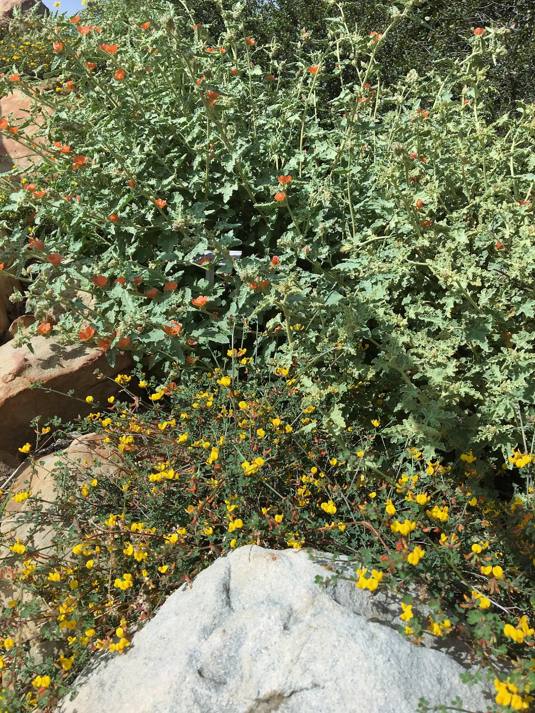 Acmispon strigogus and Sphaeralcea fulva along steps in Island Section