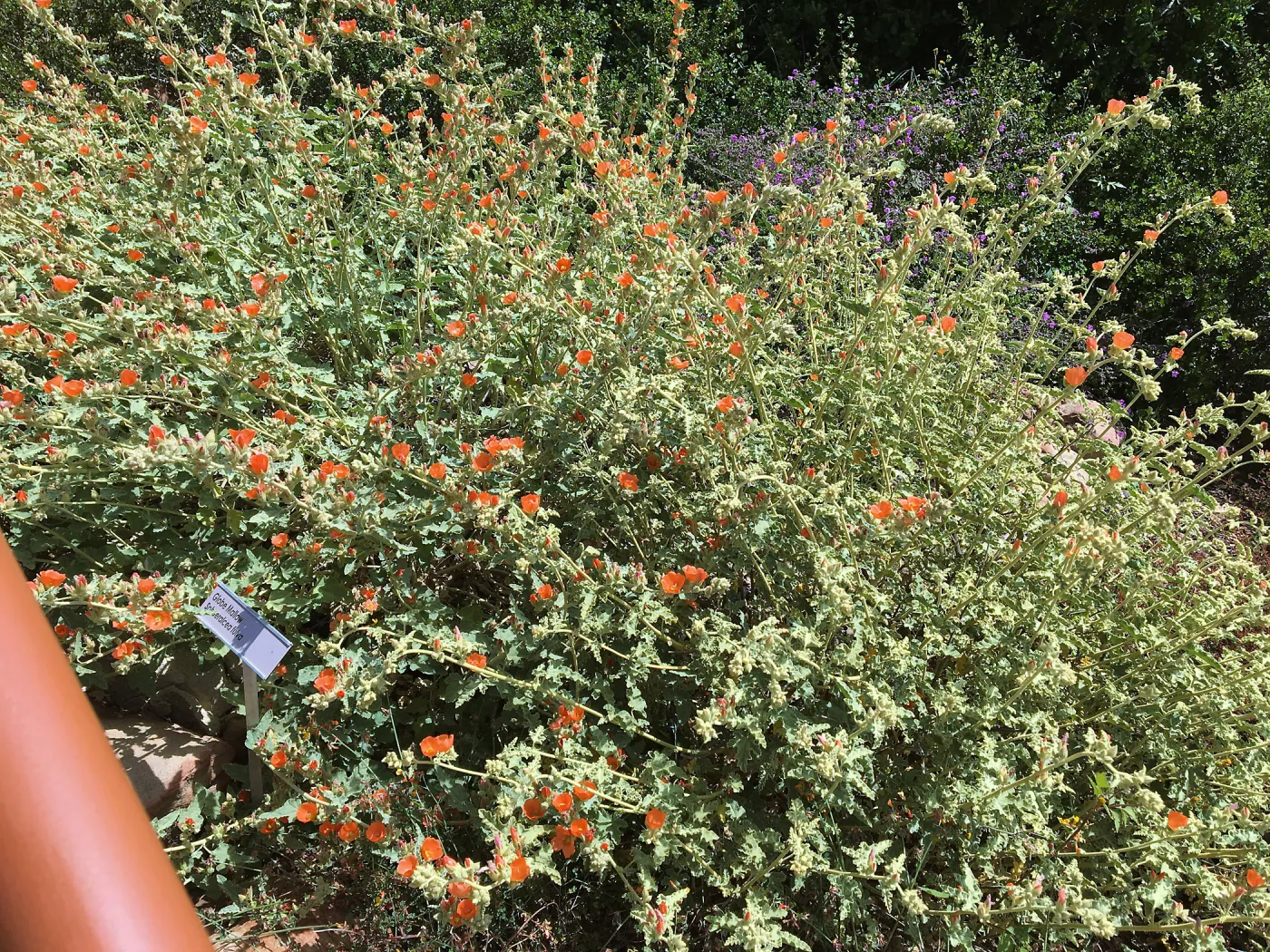 Sphaeralcea fulva in Island Section at Pritzlaff Conservation Center