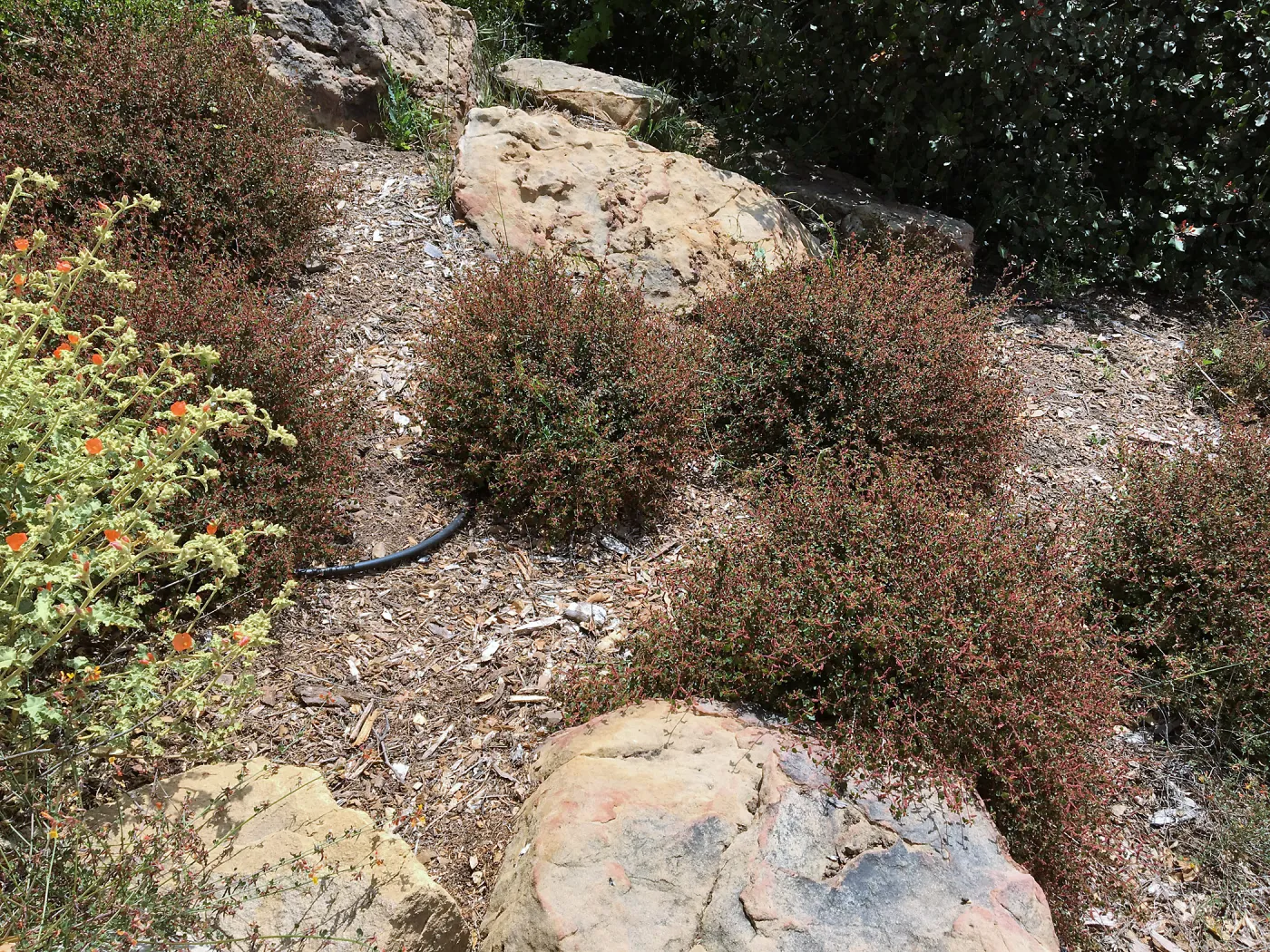 Acalypha californica 16-79 in new Island Section