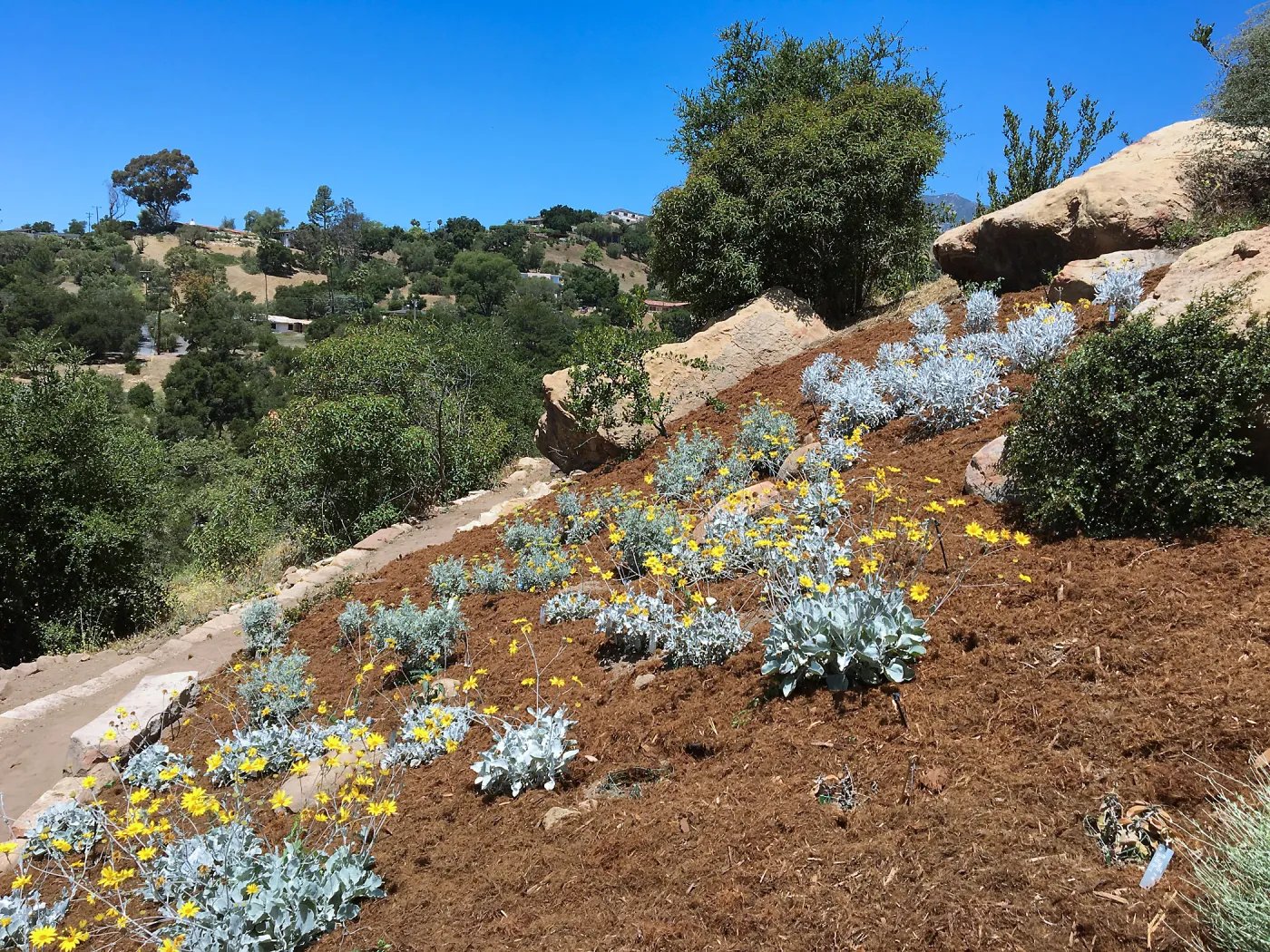 New Island Section plantings in Baja garden