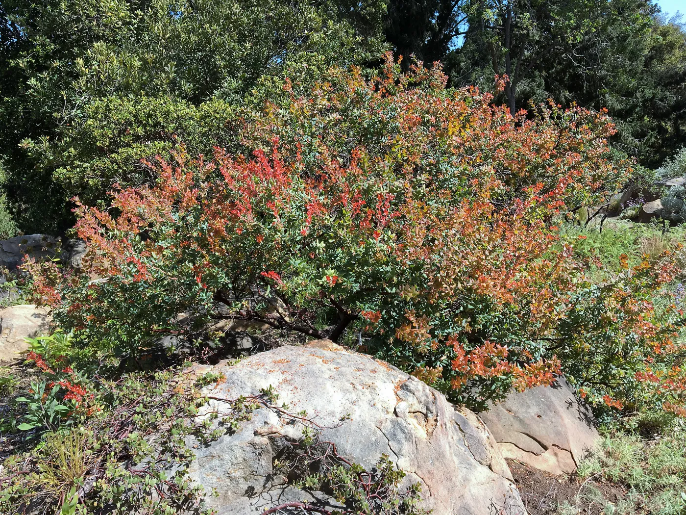 Arctostaphylos Paradise in the Manzanita Section