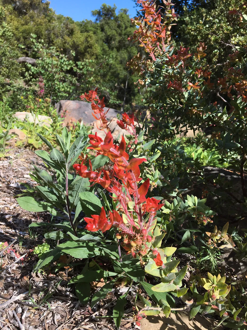 Arctostaphylos Paradise in the Manzanita Section