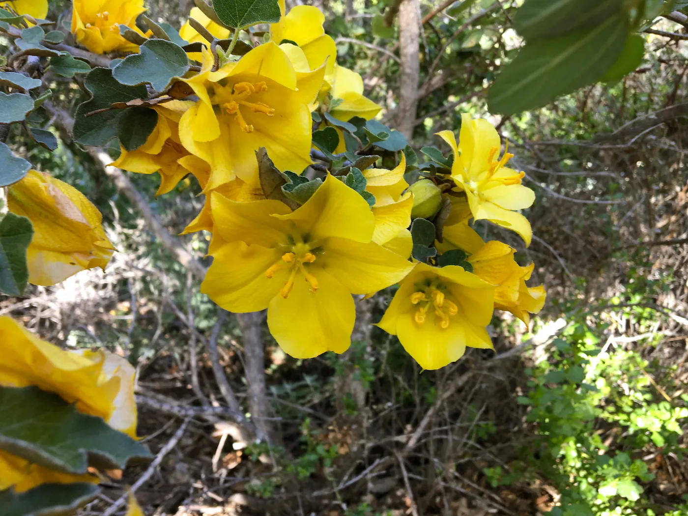 Fremontodendron California Glory on Porter Trail