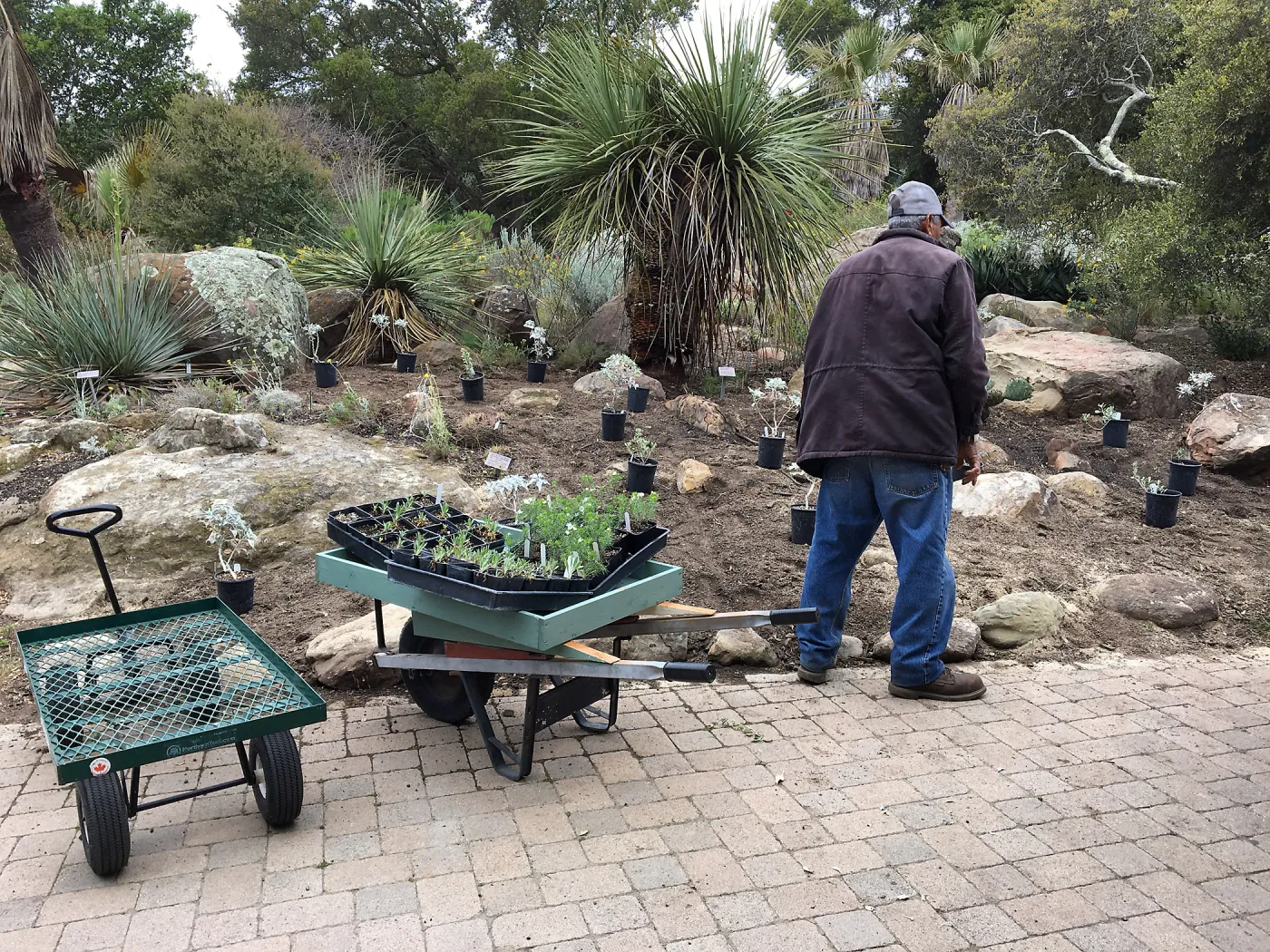 Renovation of the front bed of the Desert Section
