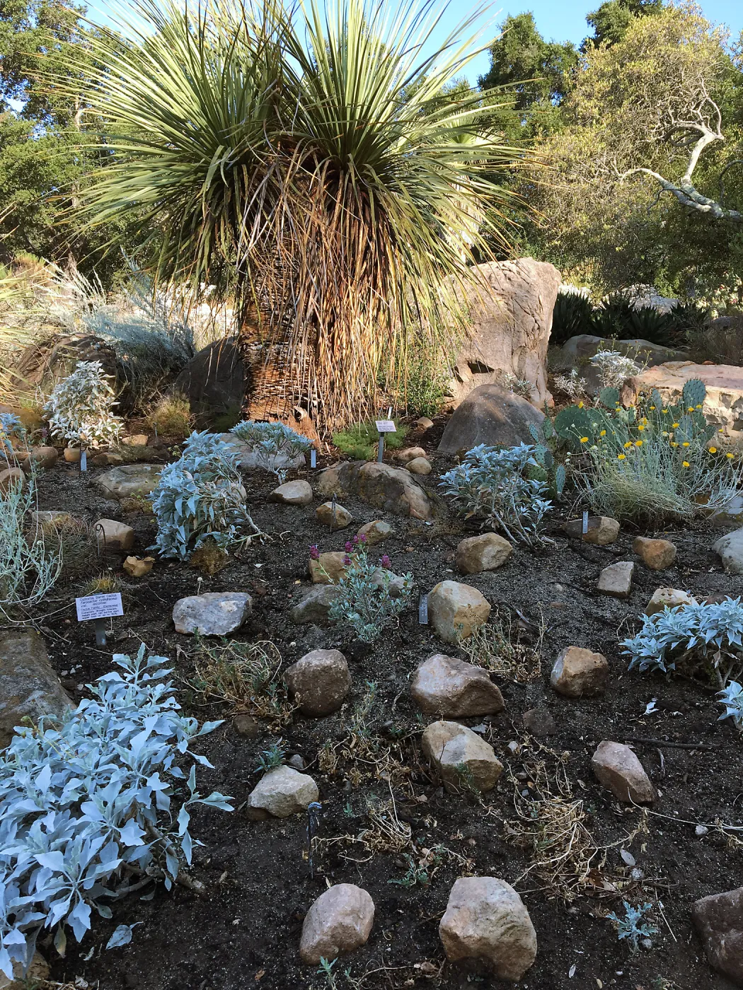 Front of Desert Section during application of new rock mulch