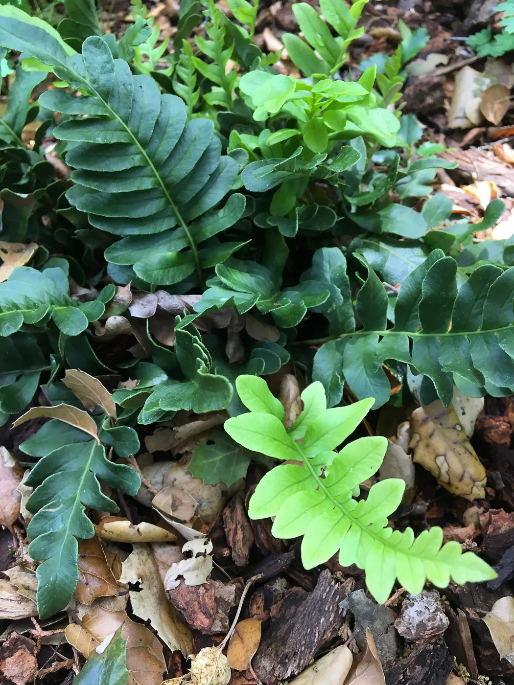 Polypodium scouleri at the Tea House