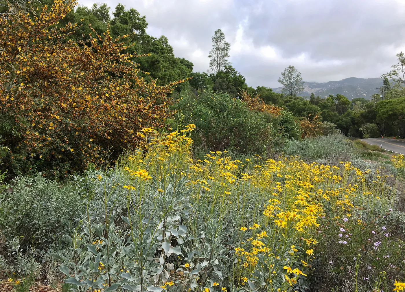 Tunnel Triangle, Encelia farinosa with Fremontodendron fire hybrids