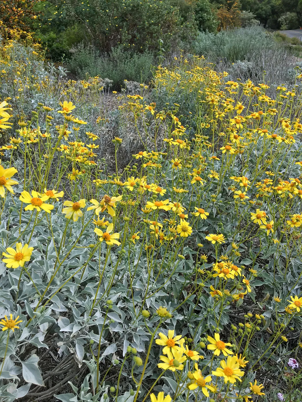 Tunnel Triangle, Encelia farinosa