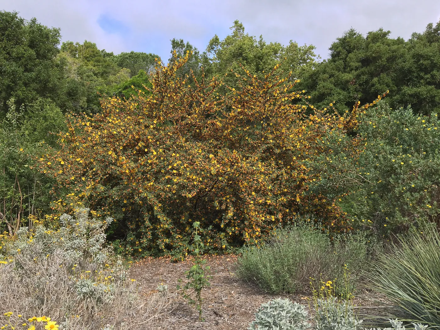 Tunnel Triangle, Fremontodendron fire hybrid