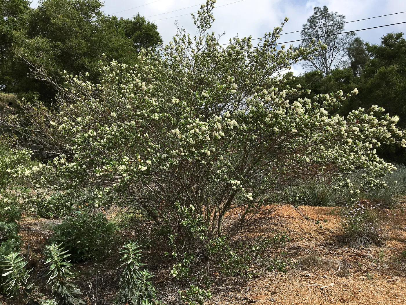 Tunnel Triangle, Ceanothus Snow Flurry