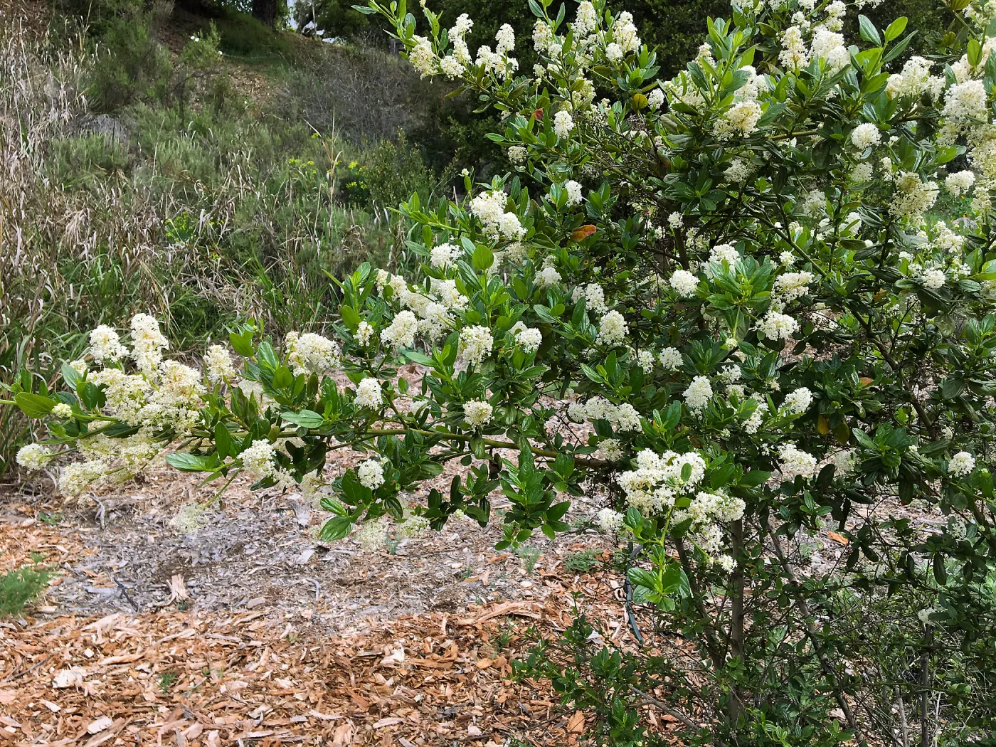 Tunnel Triangle, Ceanothus Snow Flurry